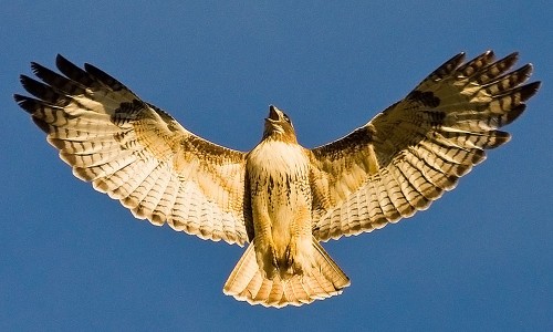 red-tailed-hawk-wings